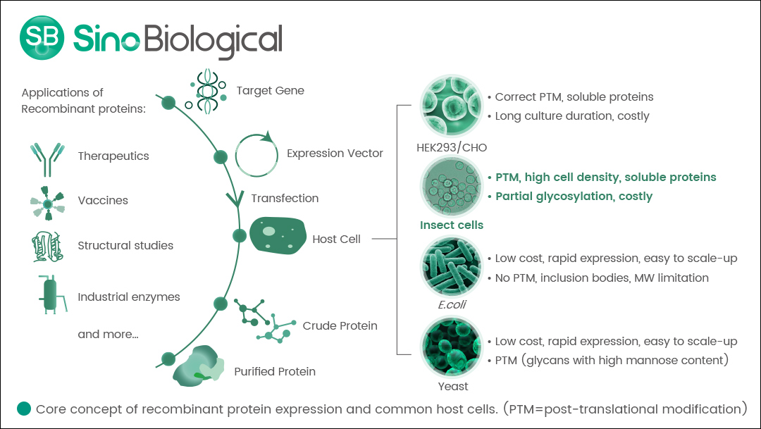 Recombinant Protein Expression in Insect Cells - European Biotechnology