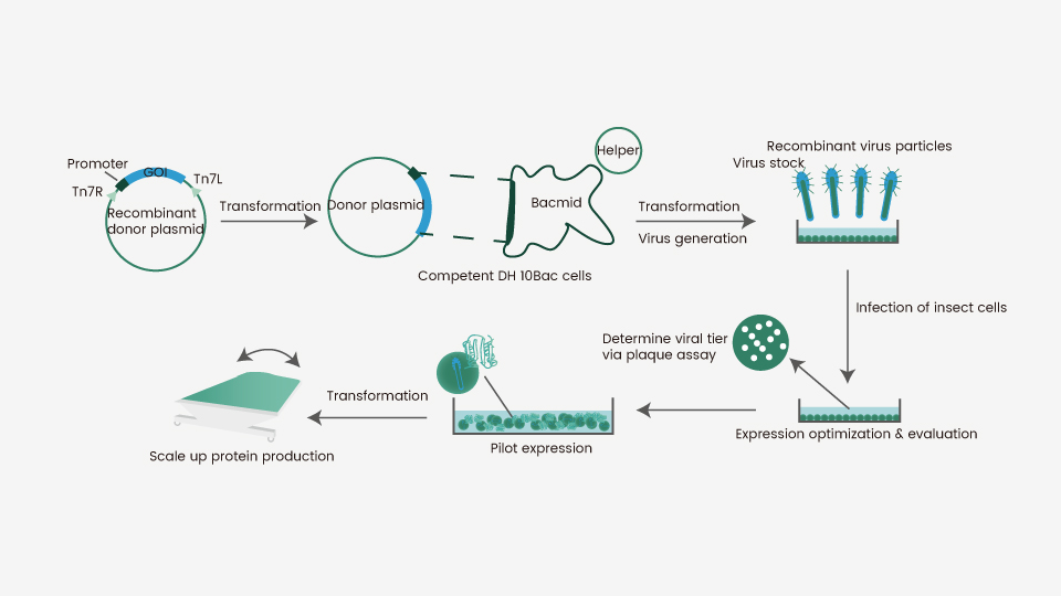 Protein Expression Using a Baculovirusinsect Cell System