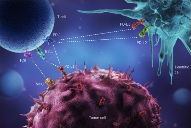 Roche gets FDA priority review for atezolizumab European