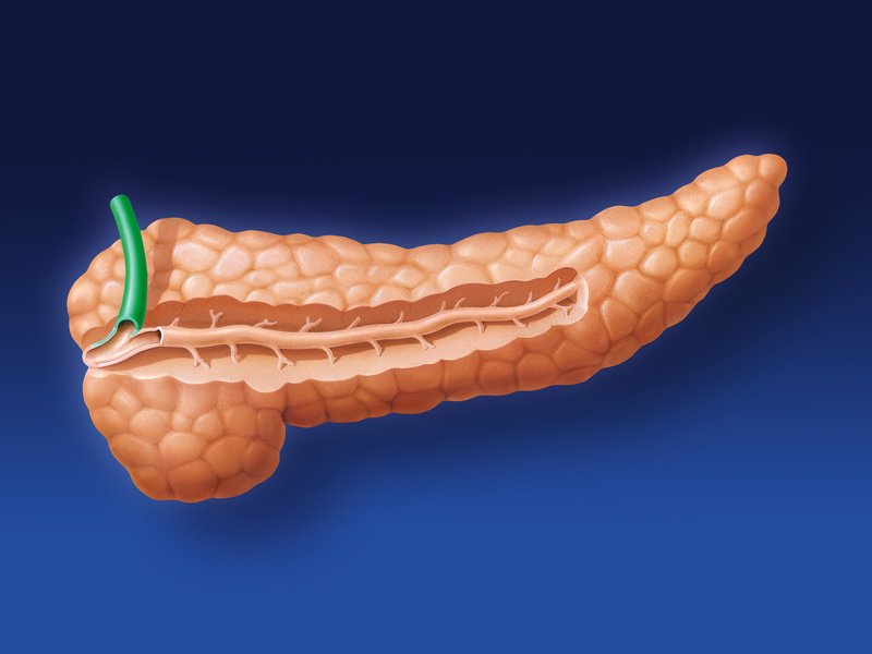 Поджелудочная железа человека фото. Поджелудочная железа (pancreas). Поджелудочная железа 3д анатомия. Поджелудочная железа 3д. Поджелудочная железа фото.