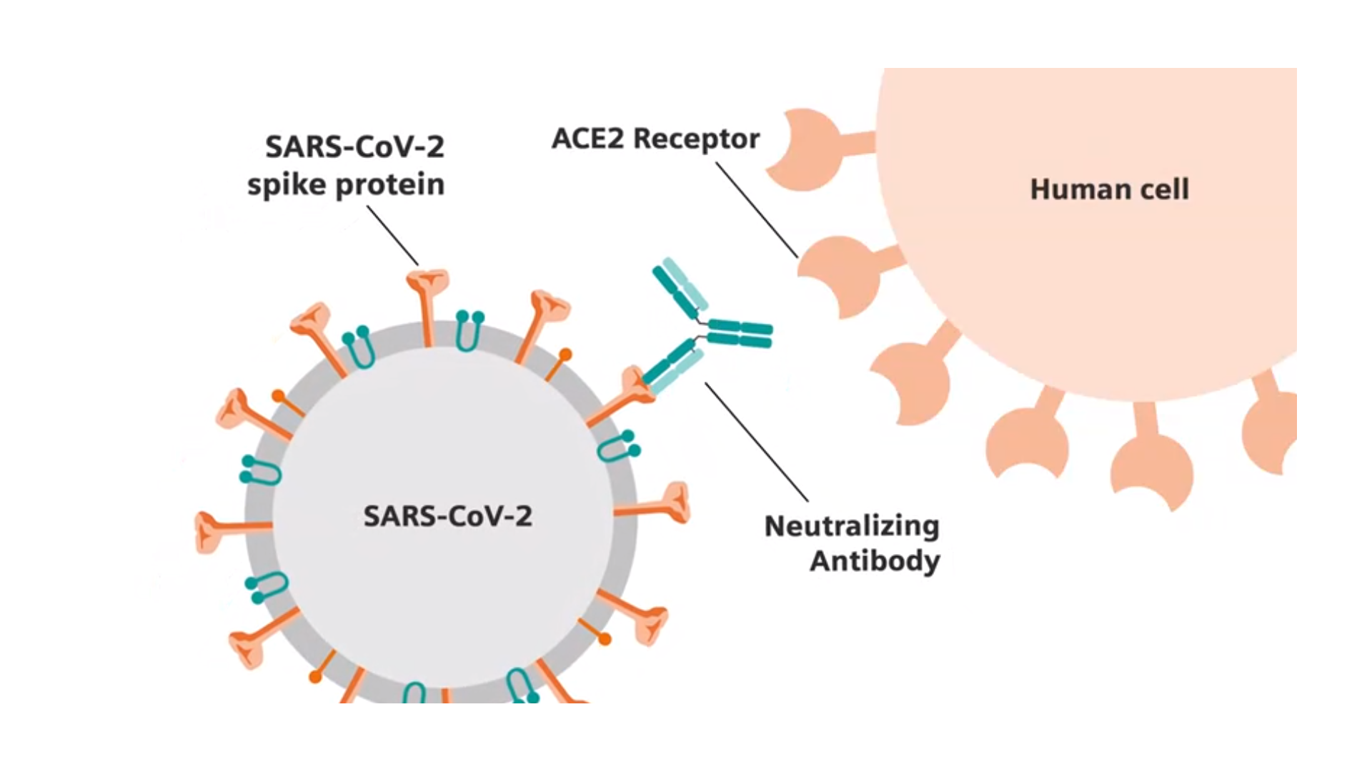 Тест на коронавирус какие есть. Коронавирус строение Covid 19. Антигена вируса SARS-cov-2. Коронавирус, антиген (SARS-cov-2, AG). Строение вируса коронавируса.