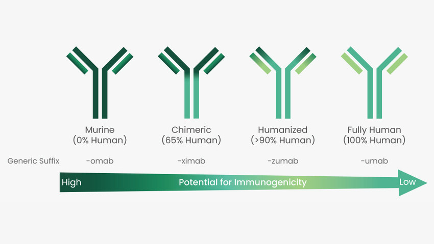 Evolution Of Antibody Humanization And Affinity Maturation European