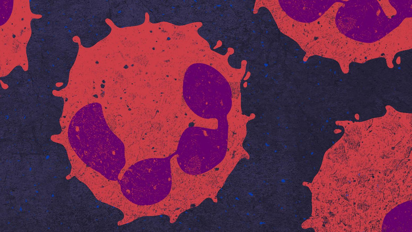 Neutrophile Granolycytes, © University of Queensland