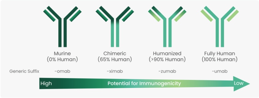 Evolution of Antibody Humanization and Affinity Maturation - European ...