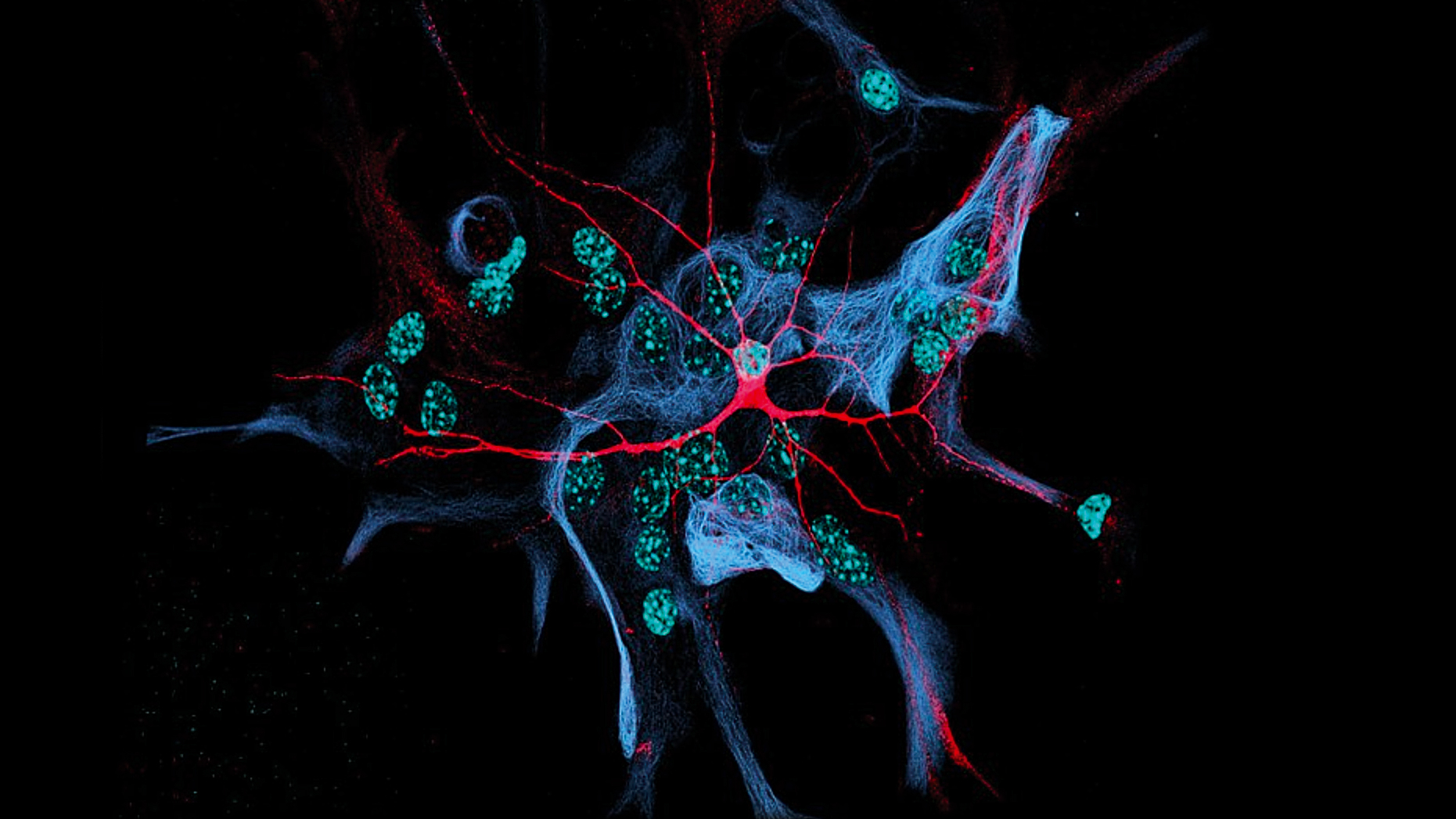 Playing God with the fates of cells - European Biotechnology Magazine
