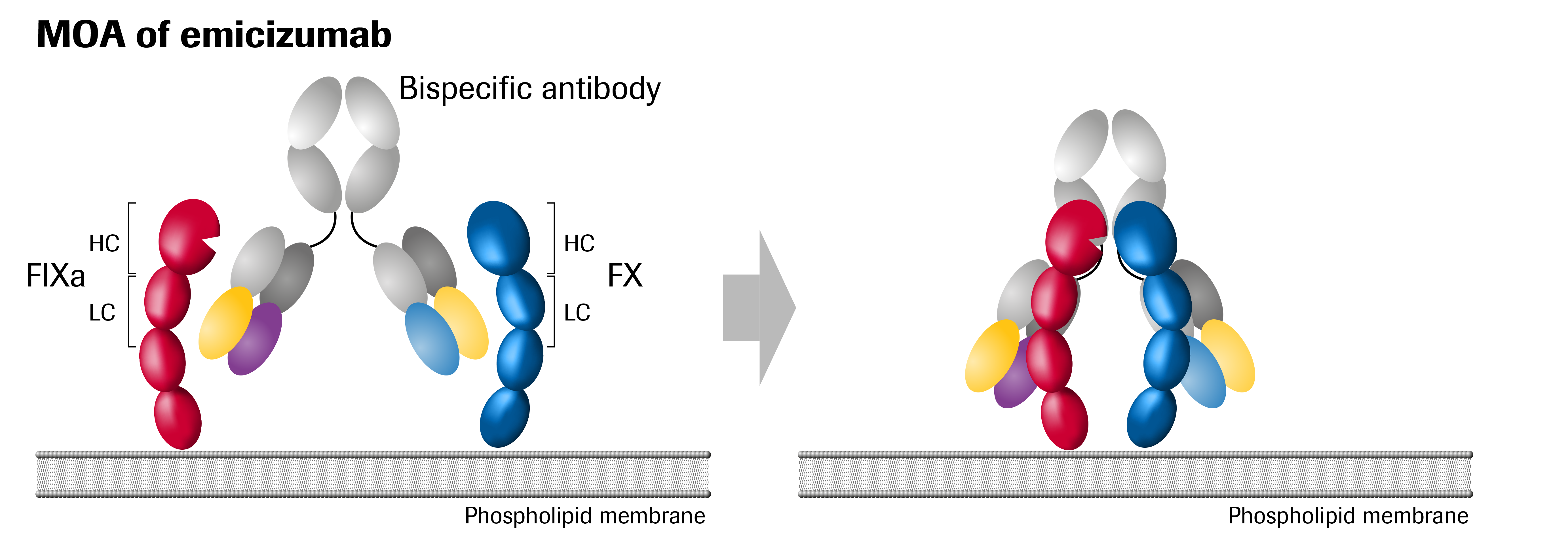 Roche set to extend Hemlibra label - European Biotechnology Magazine