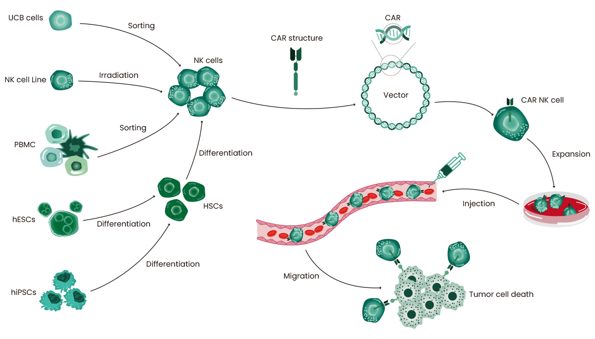 CAR-NK Therapy: An Effective Strategy for Cancer Treatment - European ...