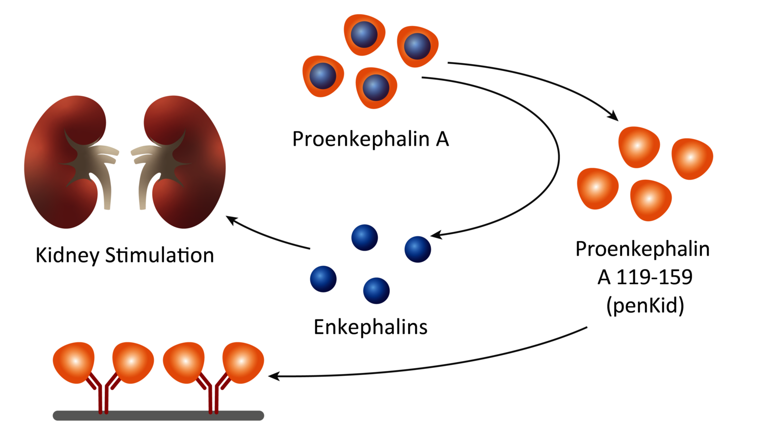 neurontin nephrotoxic