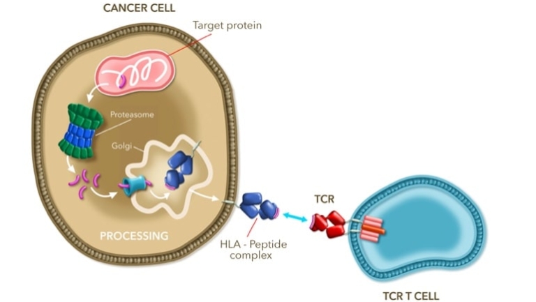 Adaptimmune nears second approval for TCR-T therapy - European ...