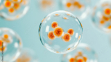 Cellular exosomes are small extracellular vesicles that target specific organs or molecular addresses in the body.