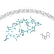 Syntethic macrocyclic peptid compared with a typical small molecule drug