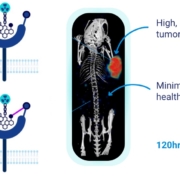 Norwegian Actithera adds the covalent bond to the target to the RLT space (left side) which leads to a improved retention time at the tumor with minimal background over several days