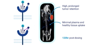 Norwegian Actithera adds the covalent bond to the target to the RLT space (left side) which leads to a improved retention time at the tumor with minimal background over several days
