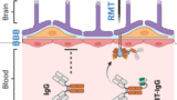 MoA of BioArtic's brain transporter technology that improved antibody uptake 70-fold in preclinical tests