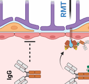 MoA of BioArtic's brain transporter technology that improved antibody uptake 70-fold in preclinical tests