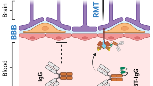 MoA of BioArtic's brain transporter technology that improved antibody uptake 70-fold in preclinical tests