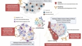 Mode of action of Pilatus Biosciences' monoclonal antibody