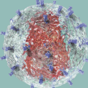 HIV capsid