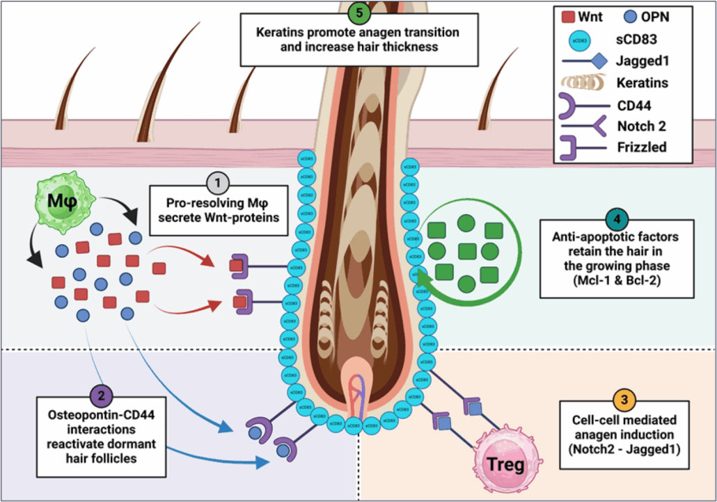 Mode of action of sCD-83