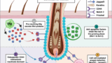 Mode of action of sCD-83