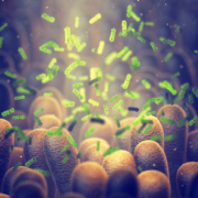 Intestinal bacteria consortia helpcontrol intestinal digestion and the immune system