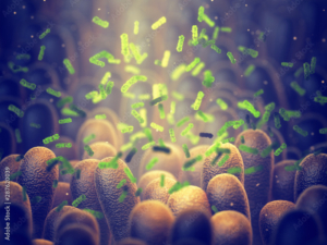 Intestinal bacteria consortia helpcontrol intestinal digestion and the immune system
