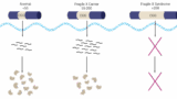 The Fragile X mutation is a type of genetic mutation called a repeat expansion. This repeat expansion occurs on the FMR1 gene, on the long arm of the X chromosome leading to gene silencing if more than 200 repeats occur.