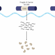The Fragile X mutation is a type of genetic mutation called a repeat expansion. This repeat expansion occurs on the FMR1 gene, on the long arm of the X chromosome leading to gene silencing if more than 200 repeats occur.