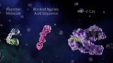 CRISPR Cascade employs two engineered CRISPR enzymes to specifically detect (RNP1) a molecular target of interest and then rapidly amplify the signal (RNP2) in a positive feedback loop
