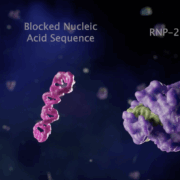 CRISPR Cascade employs two engineered CRISPR enzymes to specifically detect (RNP1) a molecular target of interest and then rapidly amplify the signal (RNP2) in a positive feedback loop