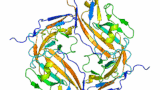Structure of the CD47 protein
