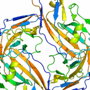 Structure of the CD47 protein