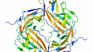 Structure of the CD47 protein