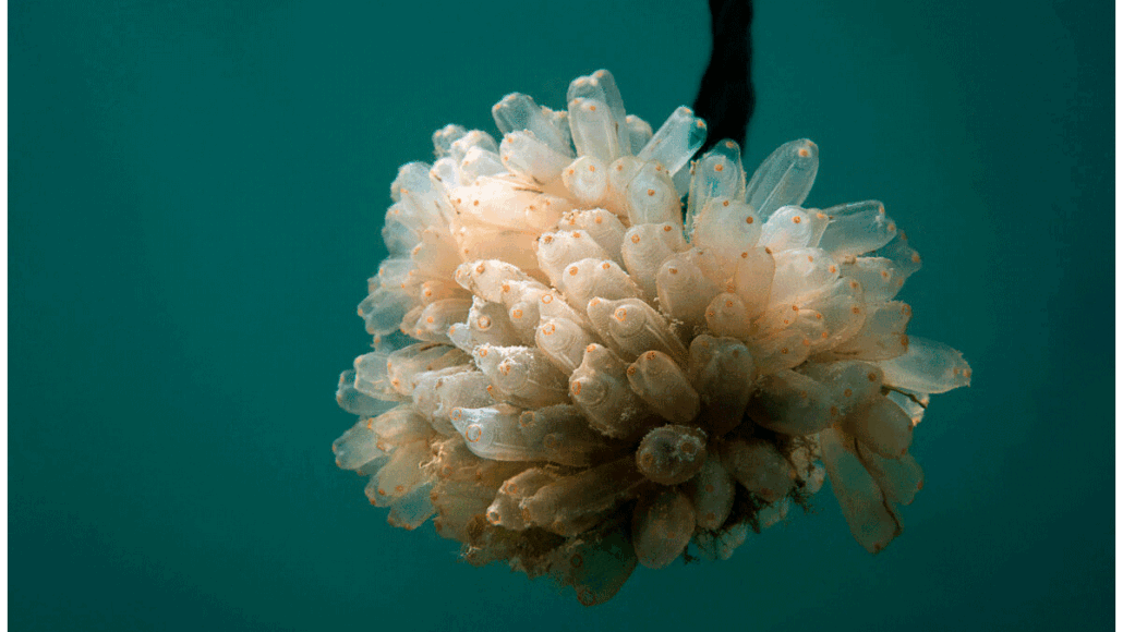 Lurbinectedin  is a synthetic derivative of trabectedin (ET-743) originally isolated from the sea squirt Ecteinascidia turbinata.