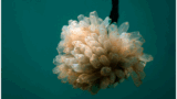 Lurbinectedin  is a synthetic derivative of trabectedin (ET-743) originally isolated from the sea squirt Ecteinascidia turbinata.
