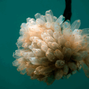 Lurbinectedin  is a synthetic derivative of trabectedin (ET-743) originally isolated from the sea squirt Ecteinascidia turbinata.