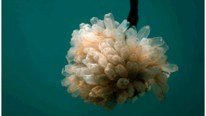 Lurbinectedin  is a synthetic derivative of trabectedin (ET-743) originally isolated from the sea squirt Ecteinascidia turbinata.