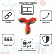 ADC success starts with the antibody — the key to balancing efficacy and safety.