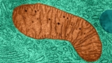 MitoRx Therapeutics targets mitochondrial to treat obesity