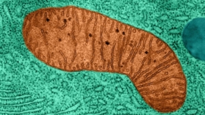 MitoRx Therapeutics targets mitochondrial to treat obesity
