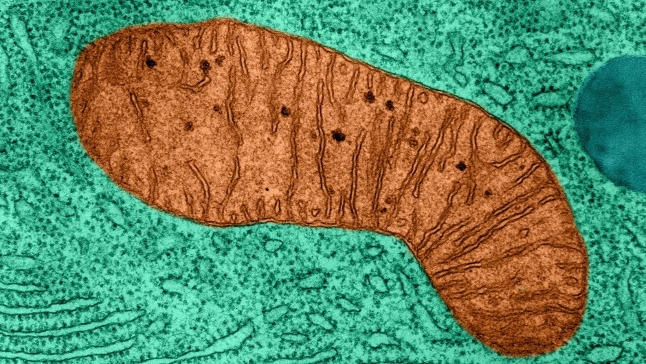 MitoRx Therapeutics MitoRx Therapeutics targets mitochondrial to treat obesity