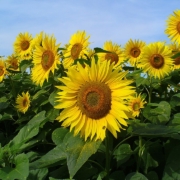 Sunflowers