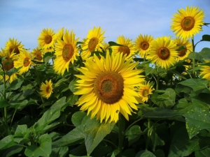 Sunflowers