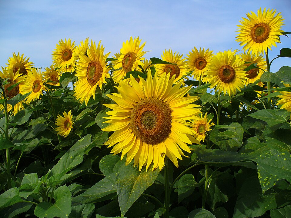 Helianthus_annuus_0001 Sunflowers