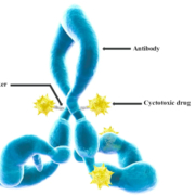 ADC structure. In ATACs the cytotoxic payload is alpha-amanitin.