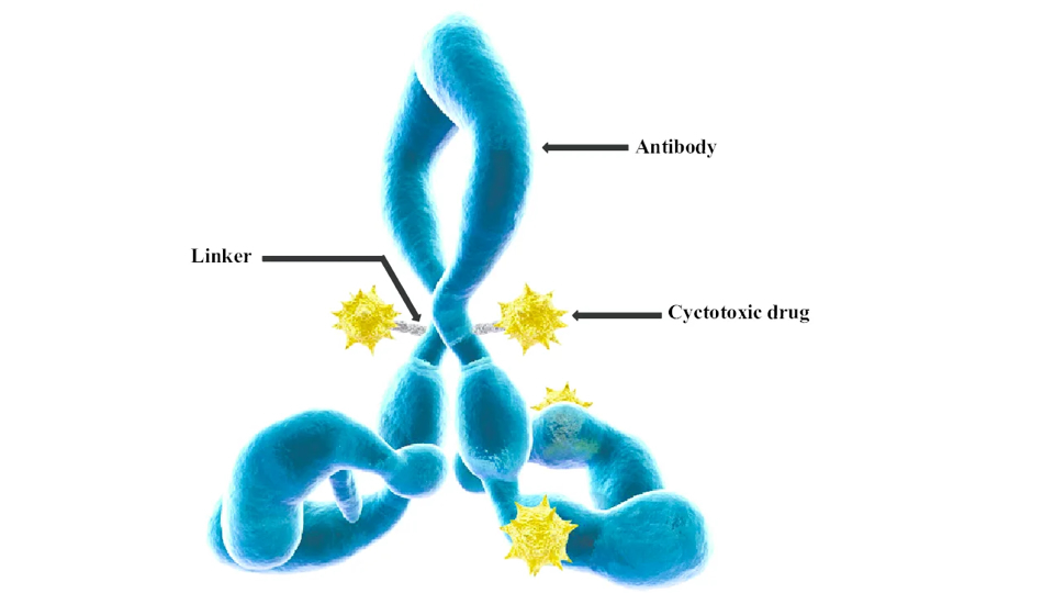 ADC structure. In ATACs the cytotoxic payload is alpha-amanitin.