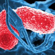 Multi-drug resistant Klebsiella pneumoniae bacteria can cause severe hospital-acquired infections.