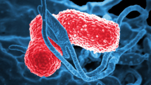Multi-drug resistant Klebsiella pneumoniae bacteria can cause severe hospital-acquired infections.