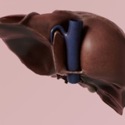 liver hepatitis B