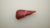 liver organ